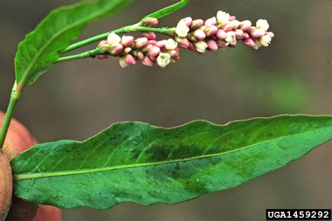 ladysthumb, Persicaria maculosa (Polygonales: Polygonaceae) - 1459292