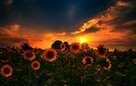 Wallpaper nature, sunset, sunflowers images for desktop, section природа - download