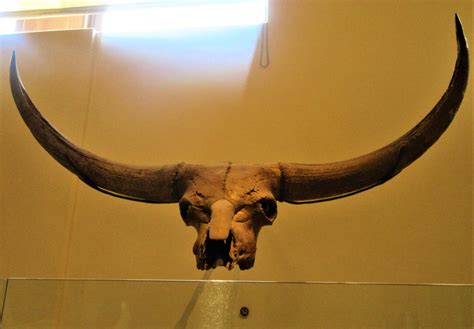 Giant Bison (Bison latifrons) Skull by Sabreleopard on DeviantArt