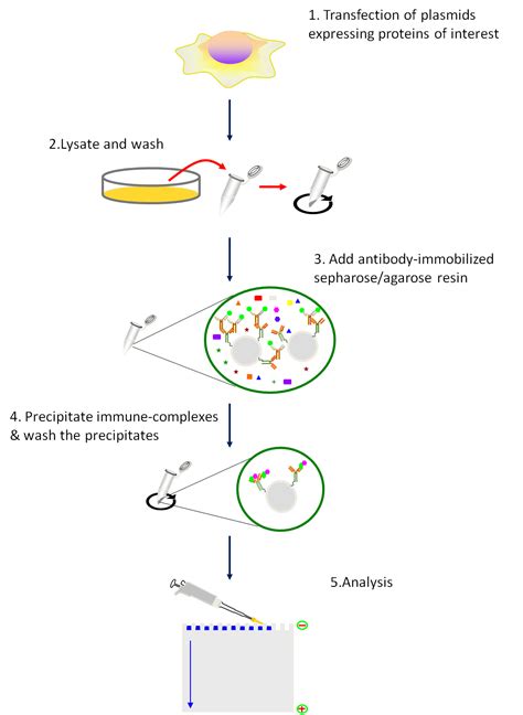 Principle and Protocol of Co-Immunoprecipitation - Creative BioMart