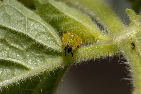 Flea Beetle Larvae stock photo. Image of alticini, larvae - 214661484