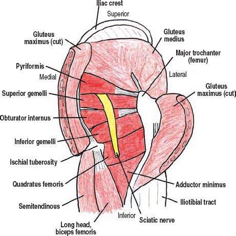 Lesser Sciatic Foramen Contents