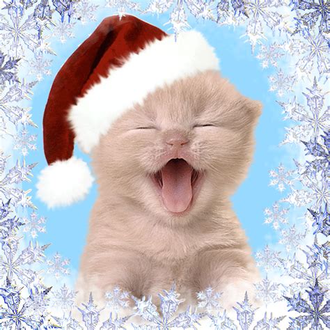 Happy Christmas Kitty Pictures, Photos, and Images for Facebook, Tumblr, Pinterest, and Twitter