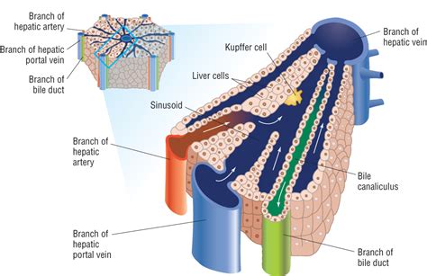 The Liver.pptx on emaze