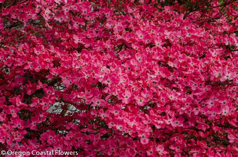 Pink Blooming Dogwood Branches | Oregon Coastal Flowers