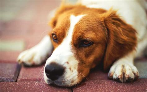 What is Puppy Vaginitis, and How to Identify it?