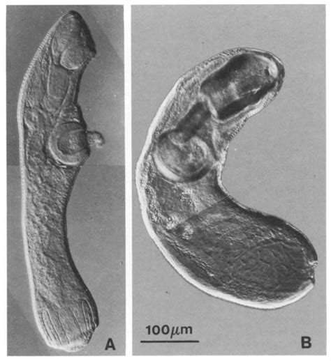 Figure 4 from Aspects of the morphology and life cycle of ...