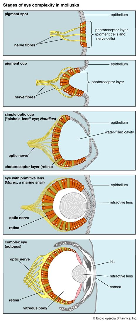 Eye | anatomy | Britannica