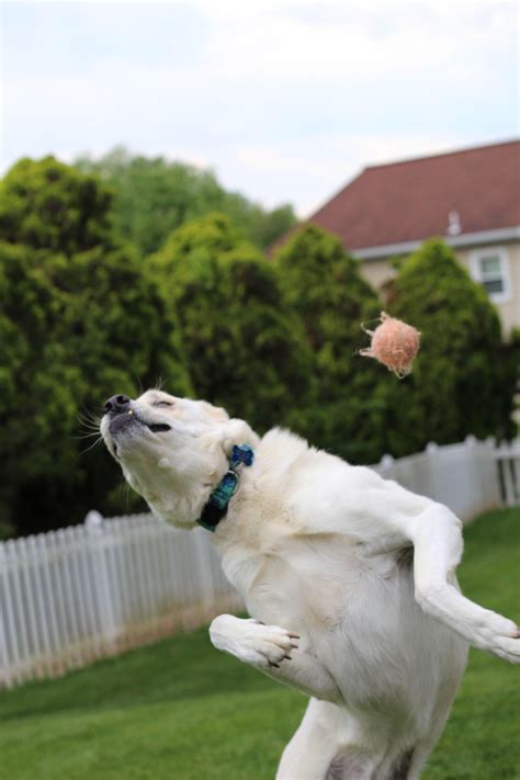 PsBattle: Dog trying to catch a ball : r/photoshopbattles