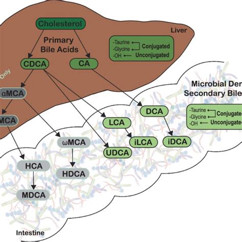 (PDF) Diversification of host bile acids by members of the gut microbiota