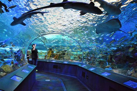 Ripley's Aquarium of Canada - Toronto