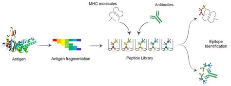 Antibody and T Cell Epitope Mapping | GenScript