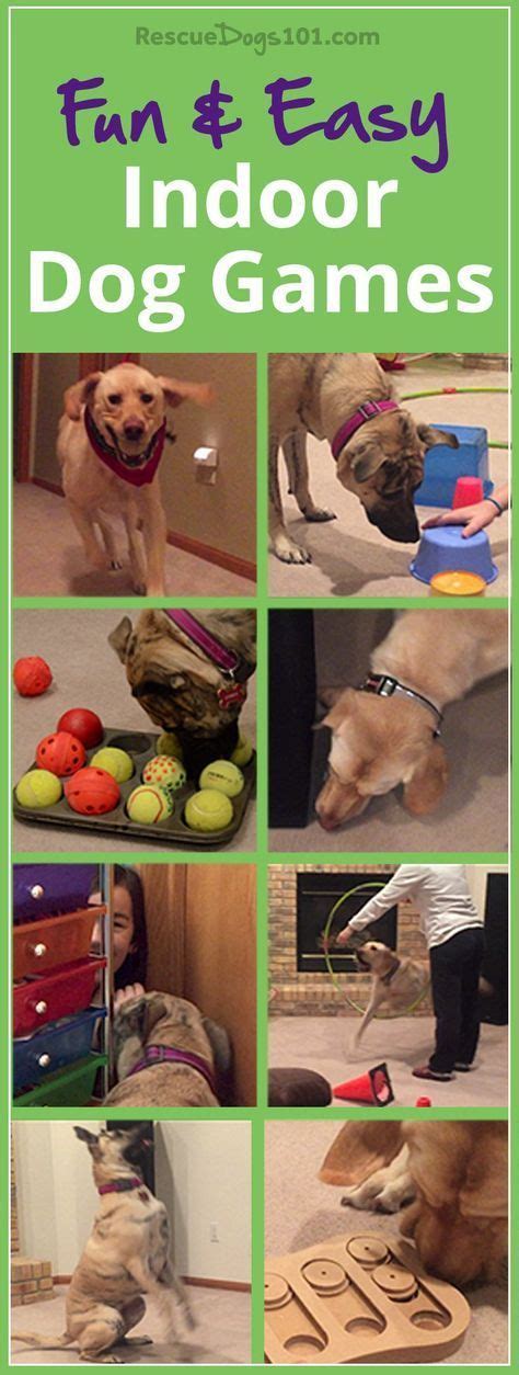 11 Fun Games to Play with Your Dog Inside | Dog games, Training your ...