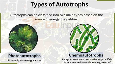 Autotrophs-Origin, Type, and Examples