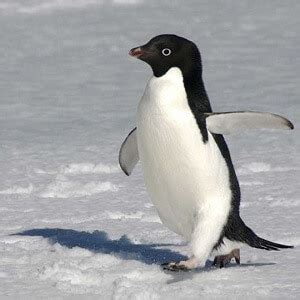 Adélie Penguin Facts: Lifespan, Habitat, Diet & More - Facts.net