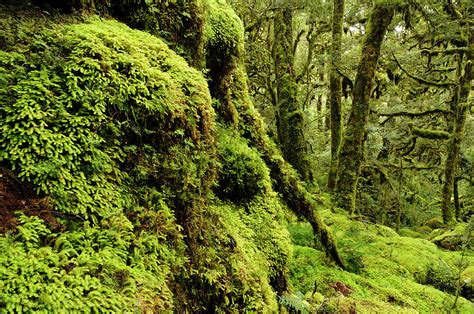 Mossy Temperate Rainforest, Spey by Grant Dixon