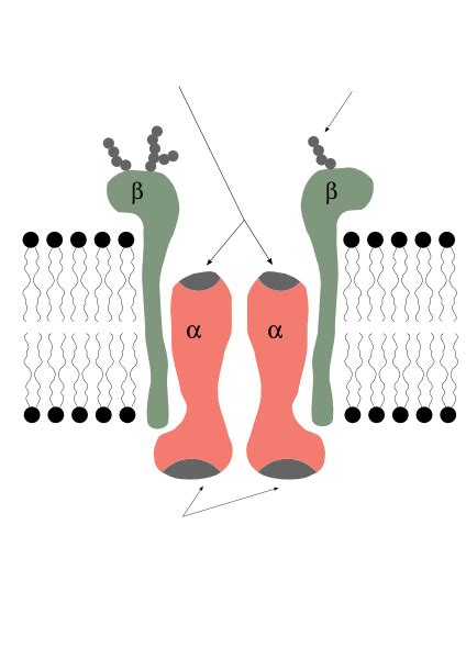 Na+/K+-ATPase - wikidoc