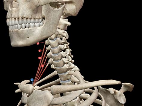 Learn Muscle Anatomy: Scalene Muscles and Other Neck Anatomy