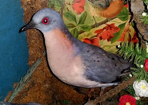 ERCA Remembering The Passenger Pigeon | windsoriteDOTca News - windsor ontario's neighbourhood ...