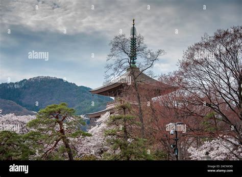 Zenkoji Temple History Museum (Nihon Chureidon), surrounded by springtime Cherry Blossom Stock ...