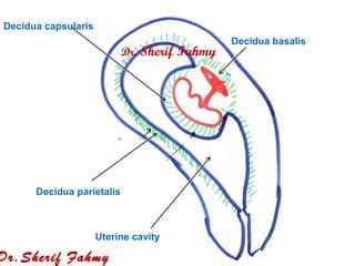 Decidua & Chorionic Velli (General Embryology) | PPT