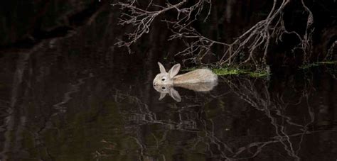 Can Rabbits Swim? 5 Exciting Facts To Remember - PetCosset