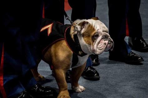 Marine Corps Mascot Chesty XVI Gets Promoted on His Way to Outranking ...