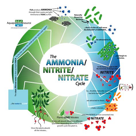 Ammonia Nitrite Nitrate Cycle | Aquaponics system, Aquaponics, Backyard ...