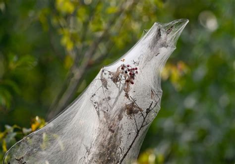 Ask the Master Gardener for a fall webworm moth - Herbal Plant Power