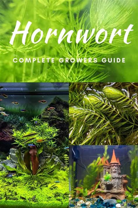 Hornwort Aquarium Plant | Complete Growers Guide – Fishkeeping Forever