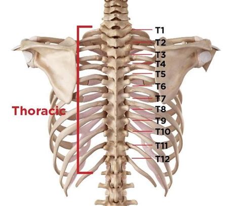 Pin on Xray Radiology