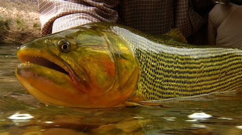 The RIO DORADO - Fly Fishing the Argentina BACKCOUNTRY- by Todd Moen - YouTube