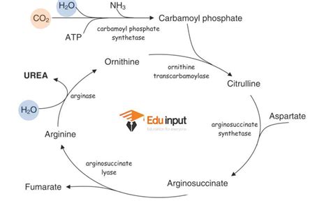 What is Urea Cycle? (History, Reactions, Enzymes, and Steps)