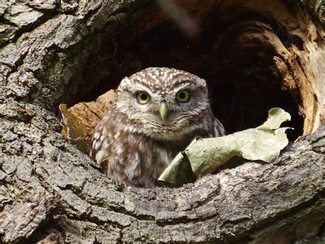 Little Owl (Athene noctua) information | Giraffa - helping nature