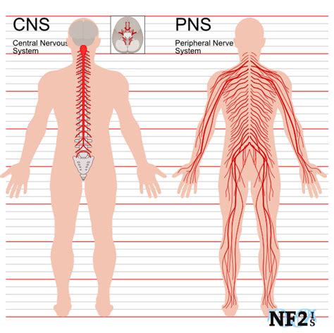 Biochemical Basis | Amyotrophic Lateral Sclerosis