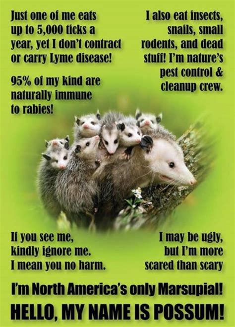 Possum Facts | MyConfinedSpace