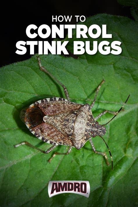 marmorated stink bug life cycle - Cheyenne Ferrer