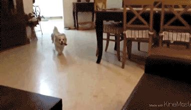 Dog Fail GIF - Find & Share on GIPHY