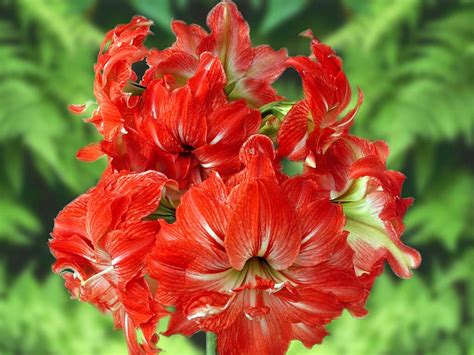 Amaryllis | World Of Flowers