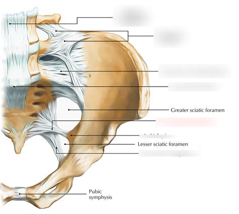 bony prominences and morphological features exam 1 Diagram | Quizlet