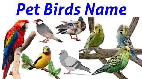 Learn - Names of Pet Birds | Birds for Kids in English | Pet / Domestic ...