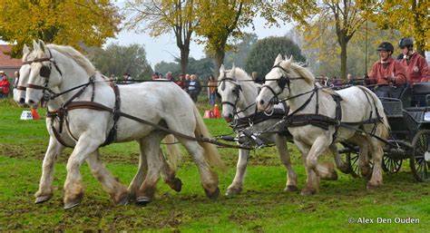 Boulonnais French Draft Horse. Boulonnais Français Cheval … | Flickr