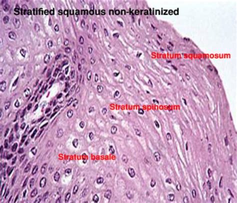 Stratified Squamous Epithelium Keratinized Skin