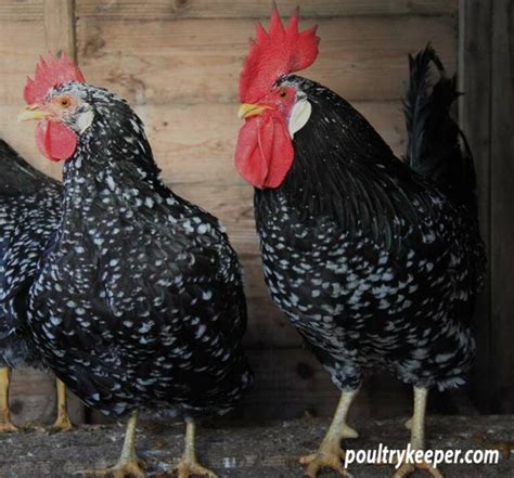 Ancona Chickens: Breed in Focus