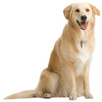 Dog Png Image Picture Download Dogs Transparent HQ PNG Download | FreePNGImg