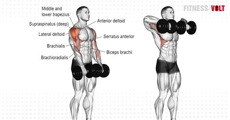 Dumbbell Upright Row Exercise Guide and Videos – Fitness Volt