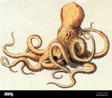 An octopus is a cephalopod mollusk of the order Octopoda. It has two eyes and four pairs of arms ...