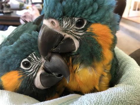 Macaw Birds For Sale | Dundee, OR #226390 | Petzlover