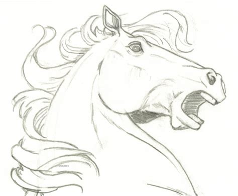 Horse head- surprise | Horse drawings, Horse head drawing, Horse sketch