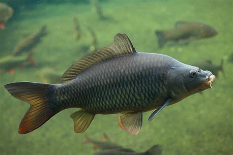 Carp Spawning Facts: What You Need to Know About Carps